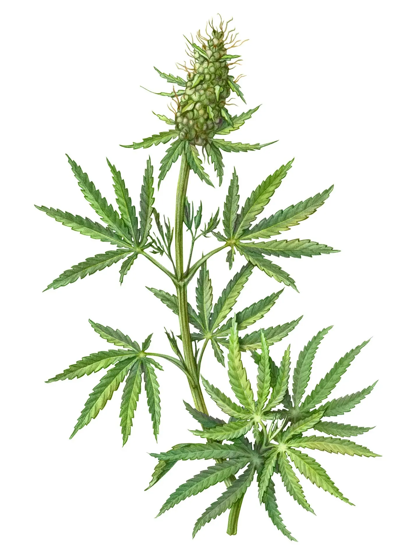 Cannabis Plant Illustration